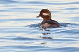 Swimming Bufflehead_24953